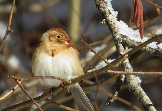 Field Sparrow by Keith Watson